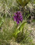 Dactylorhiza euxina