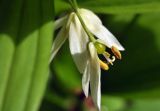 Disporum smilacinum