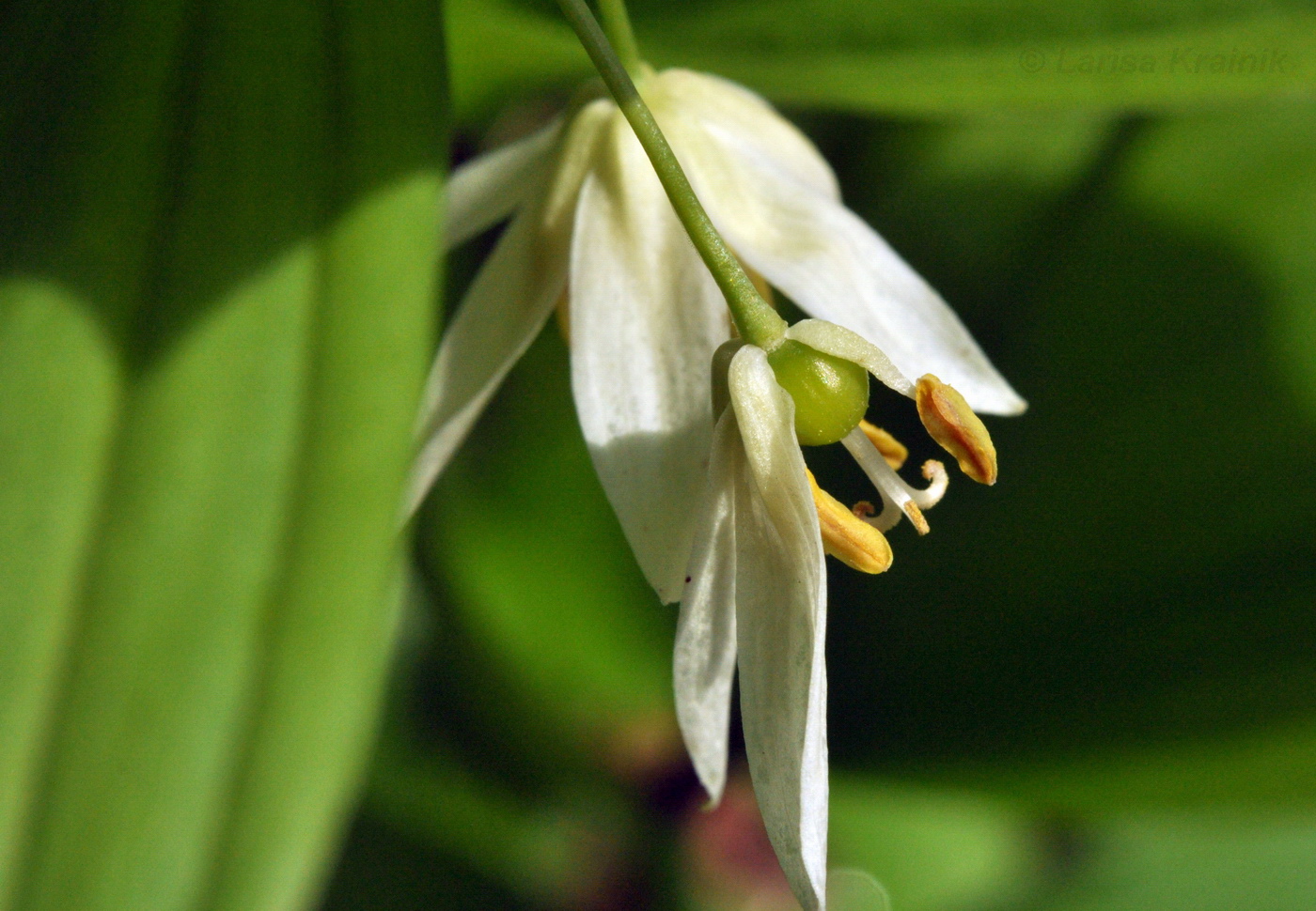 Изображение особи Disporum smilacinum.