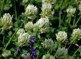 Trifolium canescens. Соцветия. Адыгея, Фишт-Оштеновский массив, перевал Армянский, ≈ 1800 м н.у.м., субальпийский луг. 04.07.2017.