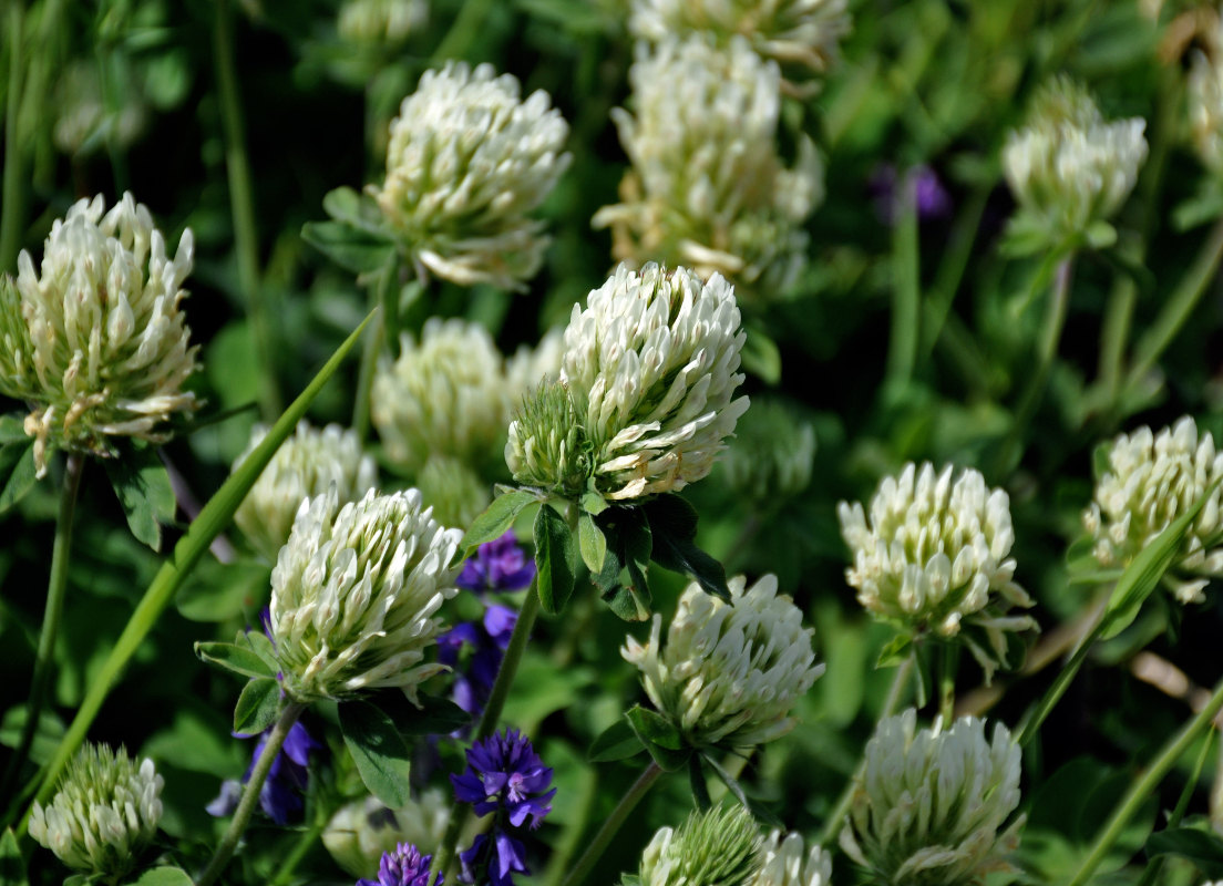 Изображение особи Trifolium canescens.