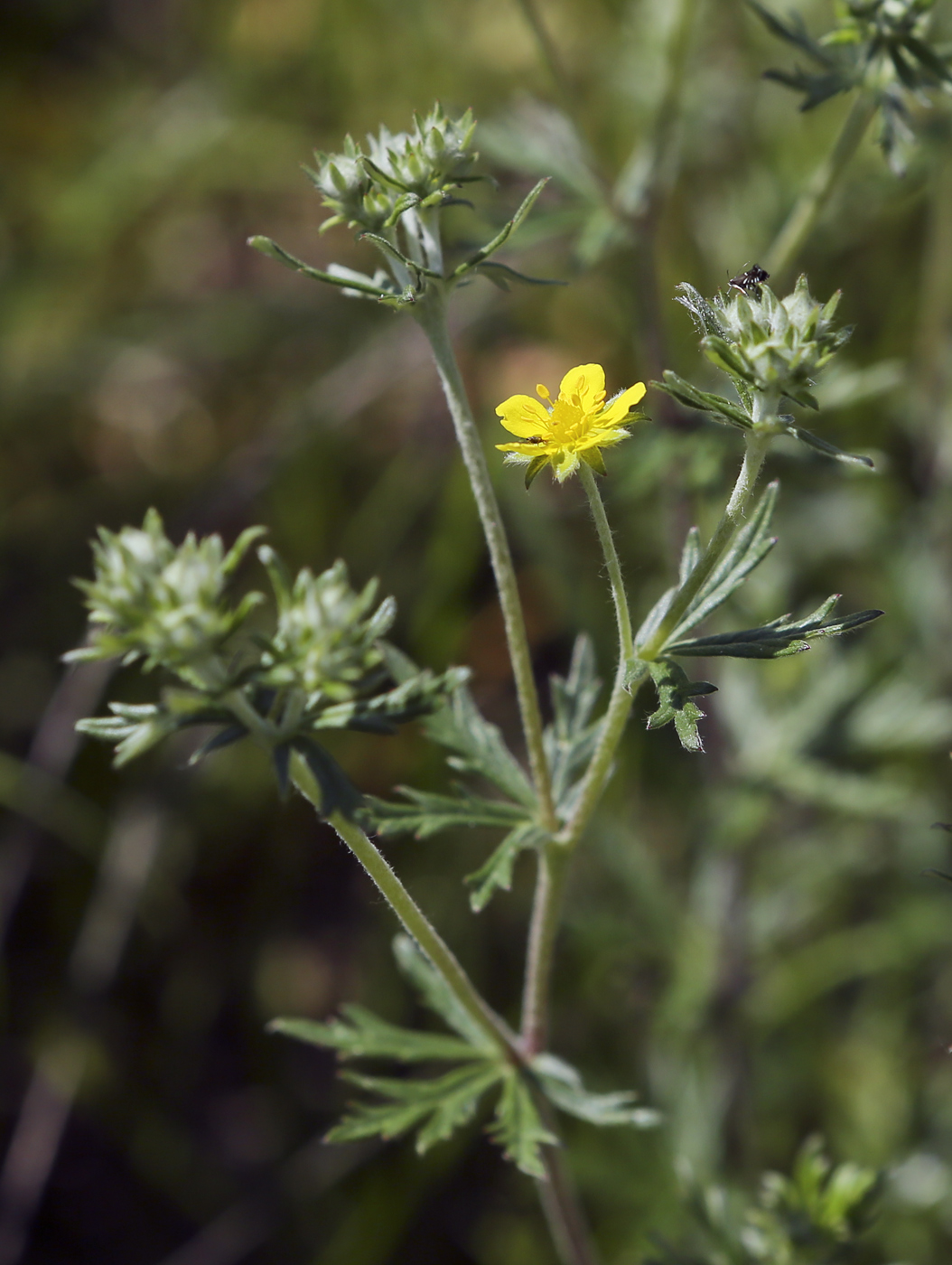 Изображение особи Potentilla argentea.