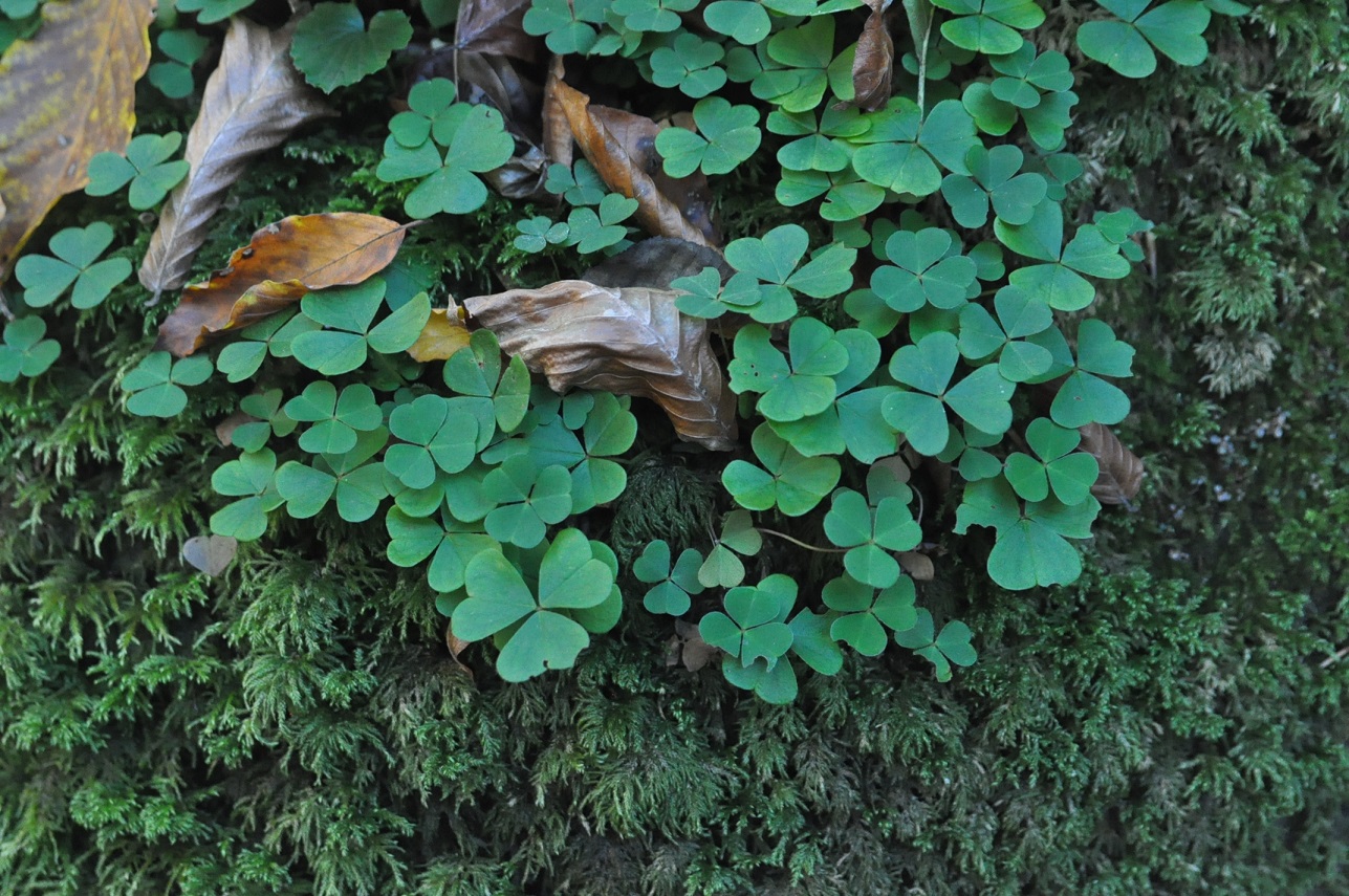 Изображение особи Oxalis acetosella.