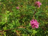 Trifolium lupinaster. Верхушка побега с соцветиями. Магаданская обл., окр. г. Магадан, Колымская трасса, ост. \"Аммональная\", разнотравная поляна в лиственичном редколесье. 12.08.2014.