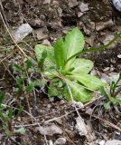 Primula algida