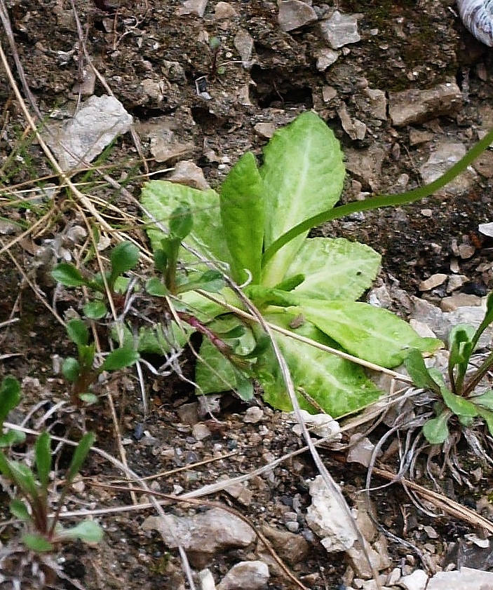Image of Primula algida specimen.