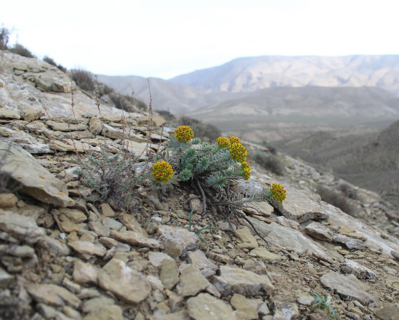 Image of Euphorbia monostyla specimen.