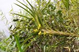 Ornithidium aureum