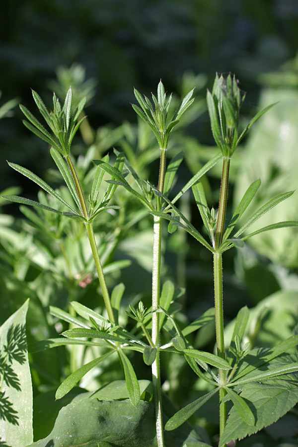 Image of genus Galium specimen.