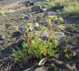 Potentilla hyparctica. Отцветающее растение с завязавшимися плодами. Карское море, Енисейский зал., о. Северный, береговая линия. 25.07.2017.