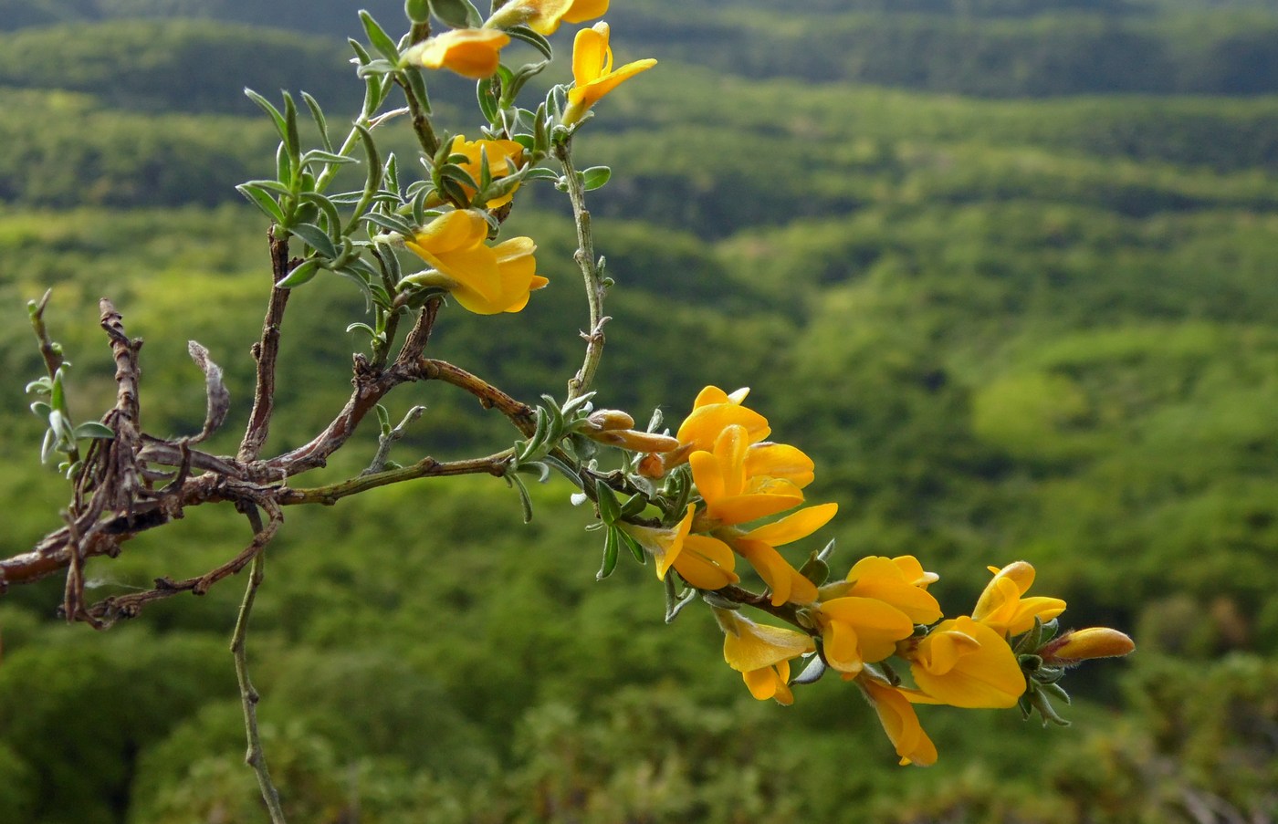 Image of Genista angustifolia specimen.