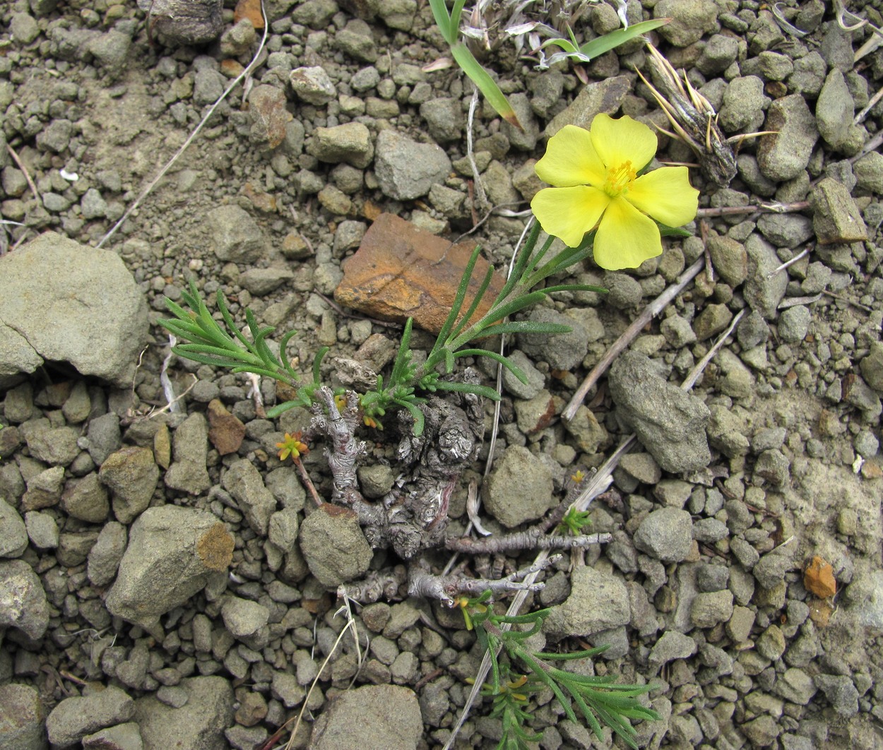 Изображение особи Fumana procumbens.