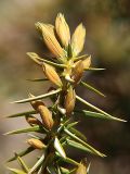 Juniperus oblonga