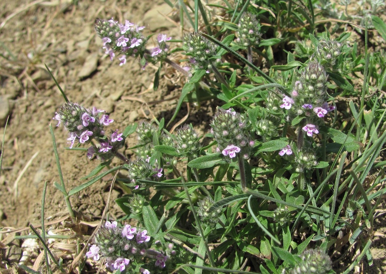 Изображение особи род Thymus.