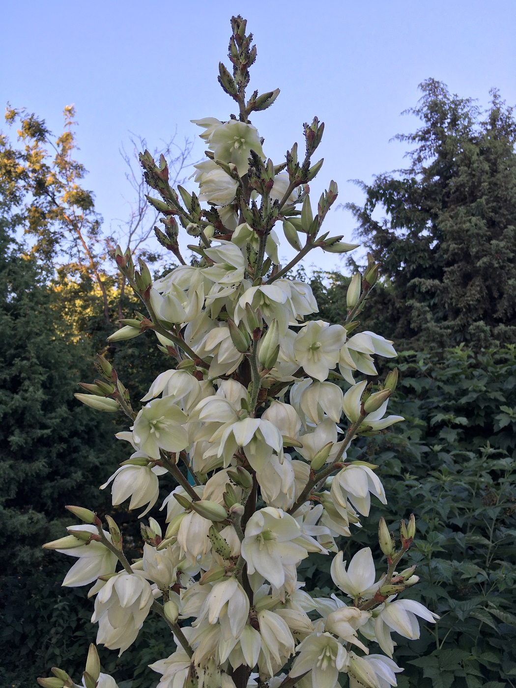 Изображение особи Yucca filamentosa.