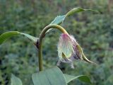 Lilium pilosiusculum