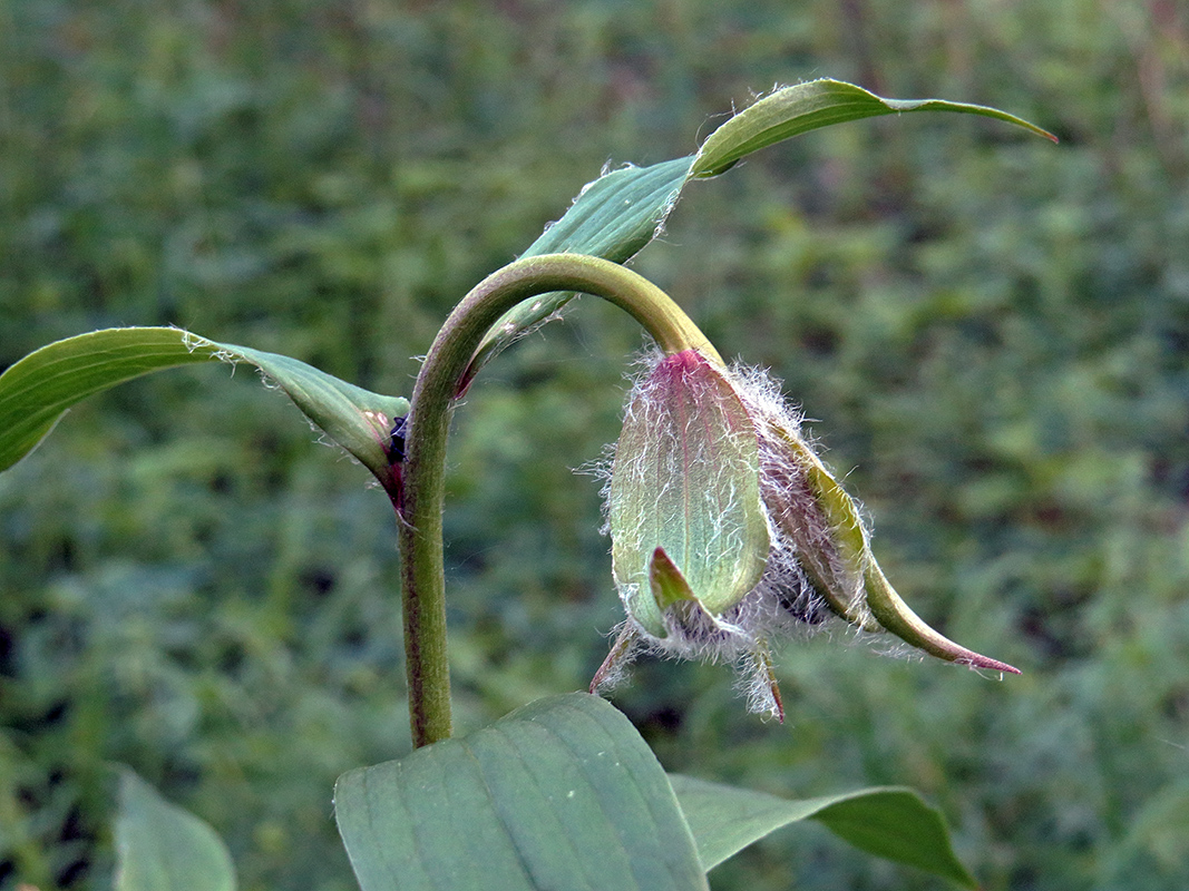 Image of Lilium pilosiusculum specimen.