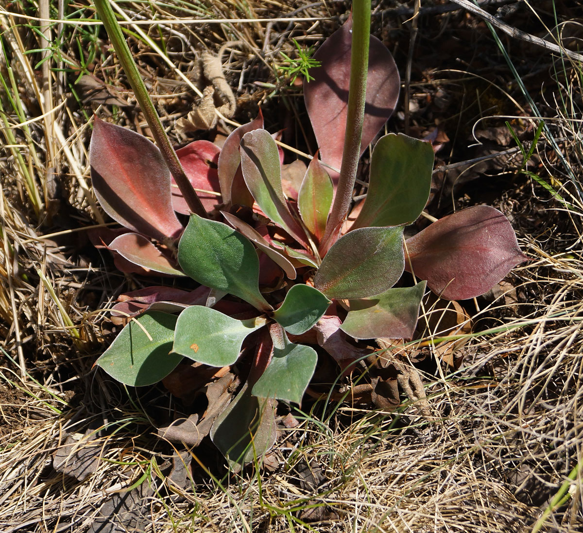 Image of Goniolimon dschungaricum specimen.