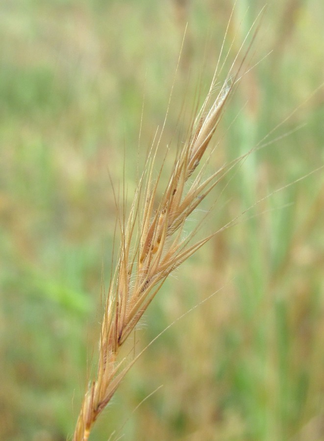 Изображение особи Vulpia ciliata.