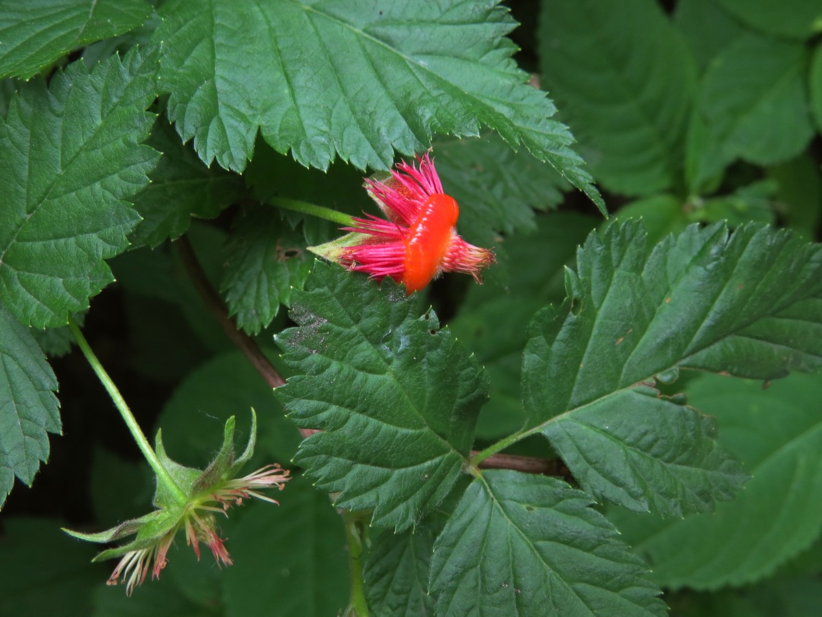 Image of Rubus spectabilis specimen.