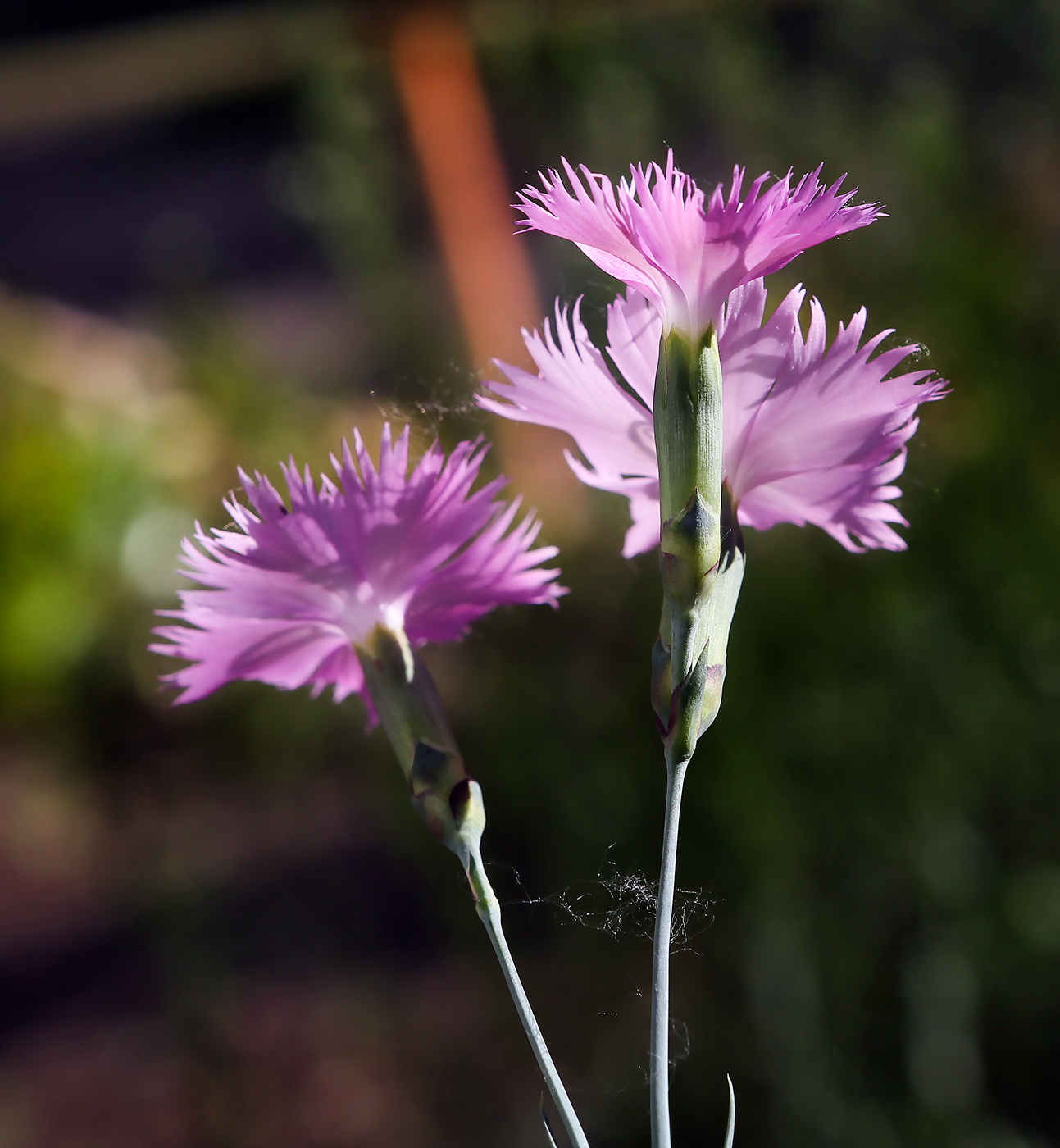 Изображение особи род Dianthus.