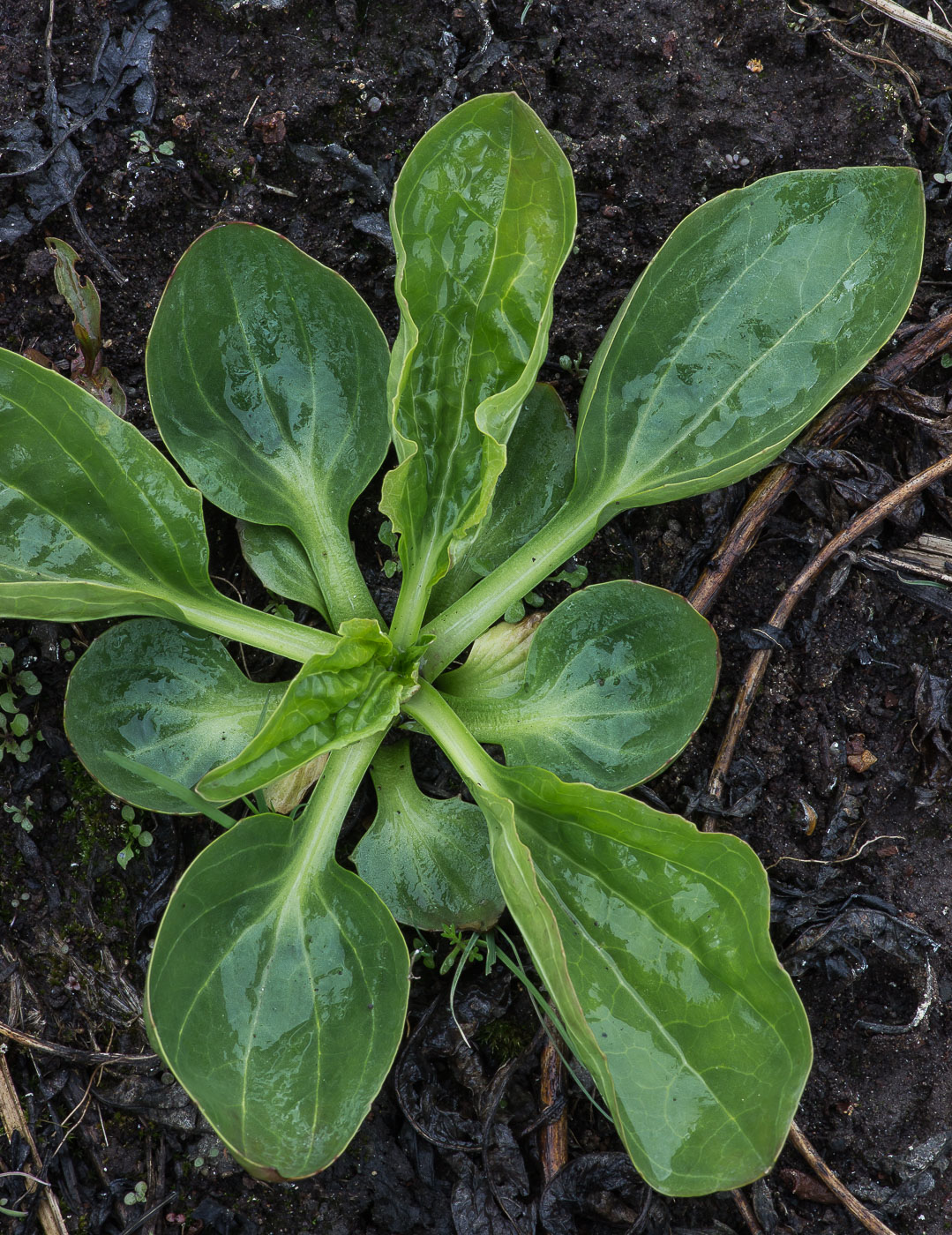 Изображение особи Plantago major.