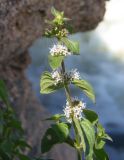 Mentha arvensis. Верхушка цветущего побега. Украина, Днепропетровская обл., Апостоловский р-н, Токовский сельский совет, Токовские водопады. 04.08.2018.