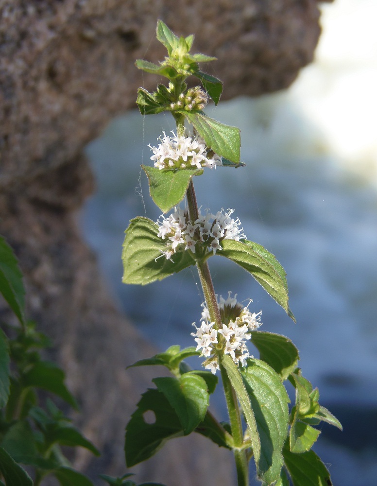 Изображение особи Mentha arvensis.