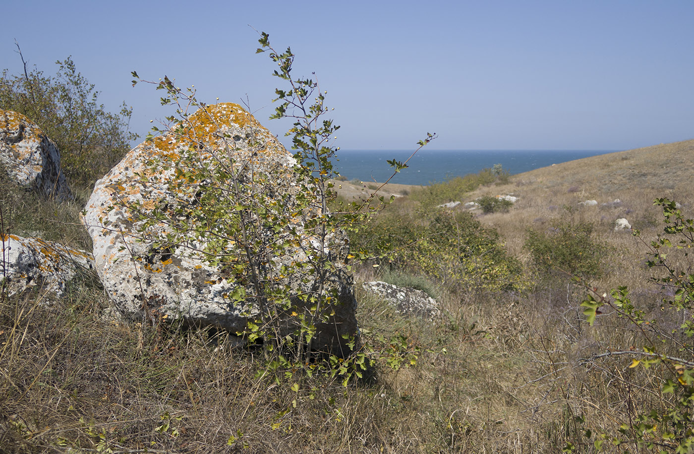 Изображение особи род Crataegus.