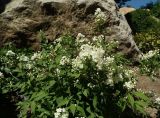 род Deutzia