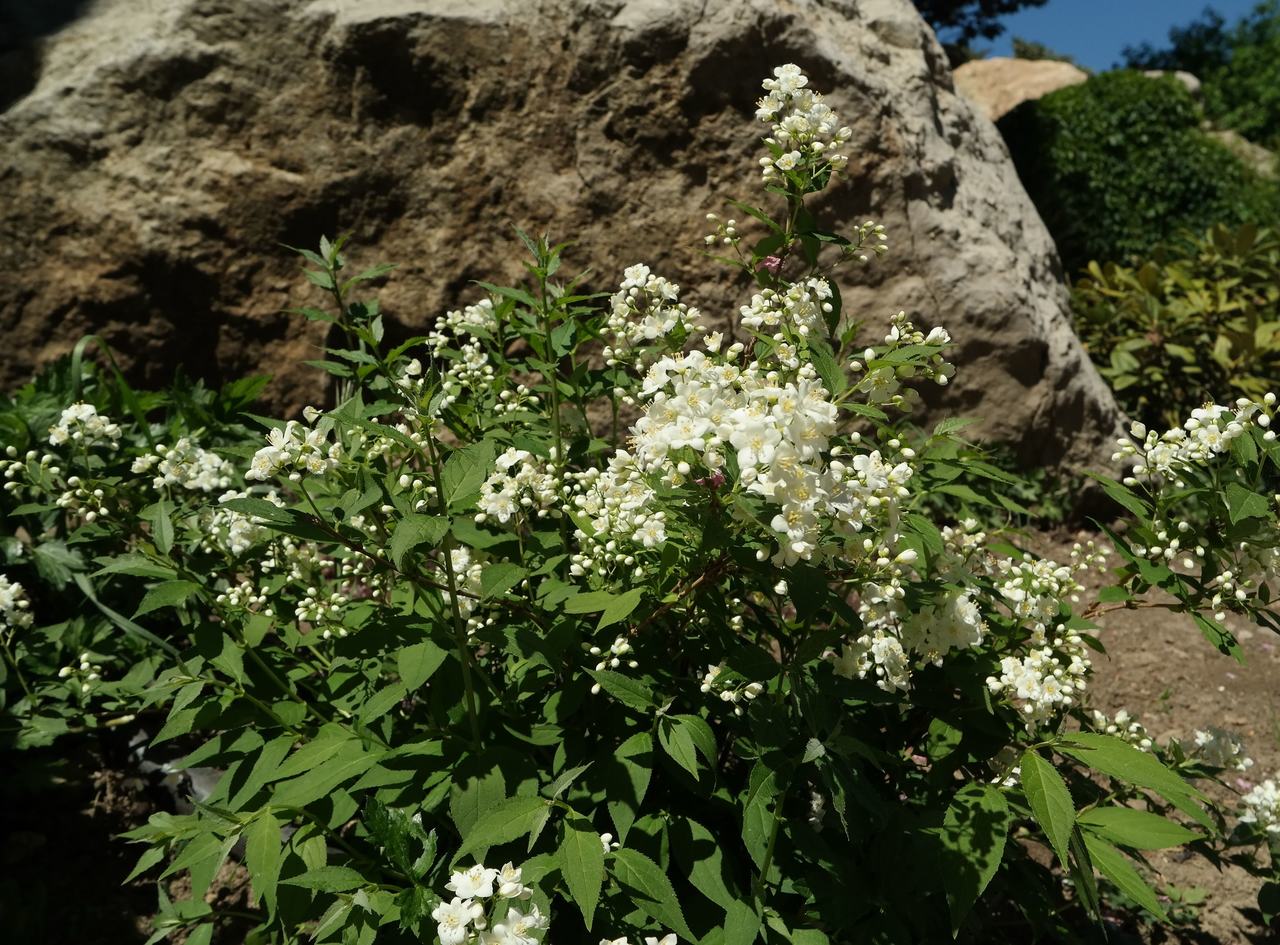 Image of genus Deutzia specimen.