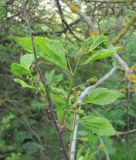 Celtis glabrata