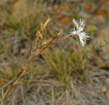 Dianthus acicularis. Верхушка цветущего и плодоносящего побега. Башкортостан, Учалинский р-н, Ильчигуловский сельсовет, окр. дер. Мулдашево, хр. Нурали, каменистый склон, ≈ 700 м н.у.м. 7 сентября 2018 г.