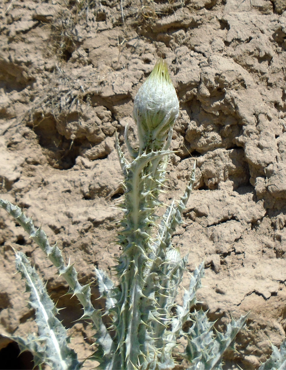 Image of Onopordum leptolepis specimen.