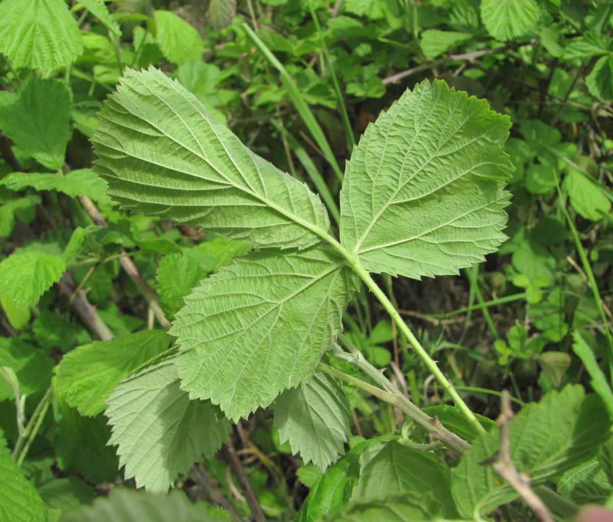 Изображение особи Rubus sanctus.