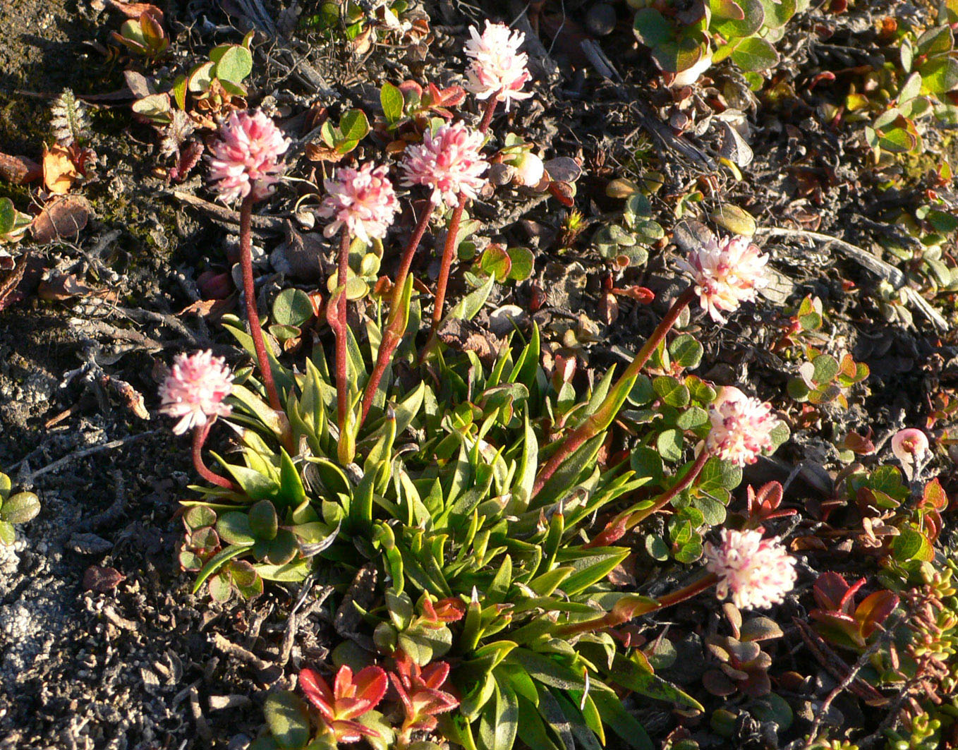 Изображение особи Tofieldia coccinea.