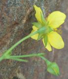 Waldsteinia ternata