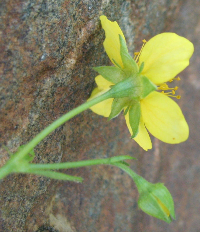 Изображение особи Waldsteinia ternata.