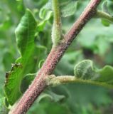 Quercus pubescens. Часть побега. Дагестан, Кумторкалинский р-н, хр. Нарат-Тюбе, редколесье на склоне. 10.05.2018.