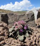 Saussurea glacialis. Доцветающее растение на переотложенной соленосной красно-малиновой глине (на соцветии справа и на грунте рядом - жуки). Кыргызстан, Ошская обл., Алайский р-н, окр. аула Бор-Добо, Памирский тракт, в 400 м от государственной границы с Таджикистаном; Восточный Памир, Заалайский хребет, северный макросклон вблизи водораздельного гребня, перевал Кызыл-Арт, левый борт ущелья около его днища; пустошные криофитно- и колючеразнотравные альпийские группировки на вспученных автоморфных солончаках по эрозионным выходам пестроцветных толщ, выс. 4250 м н.у.м. 14 августа 2018 г.