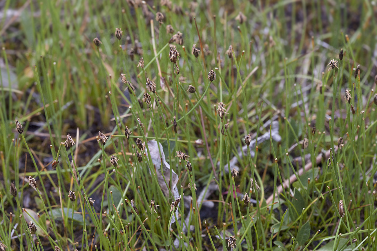 Изображение особи Eleocharis quinqueflora.