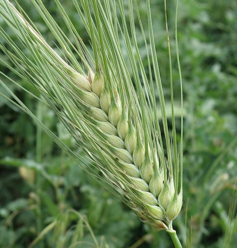 Image of Hordeum vulgare specimen.