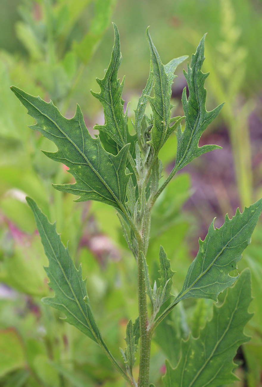 Image of familia Chenopodiaceae specimen.