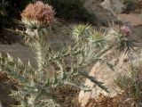 Onopordum caulescens