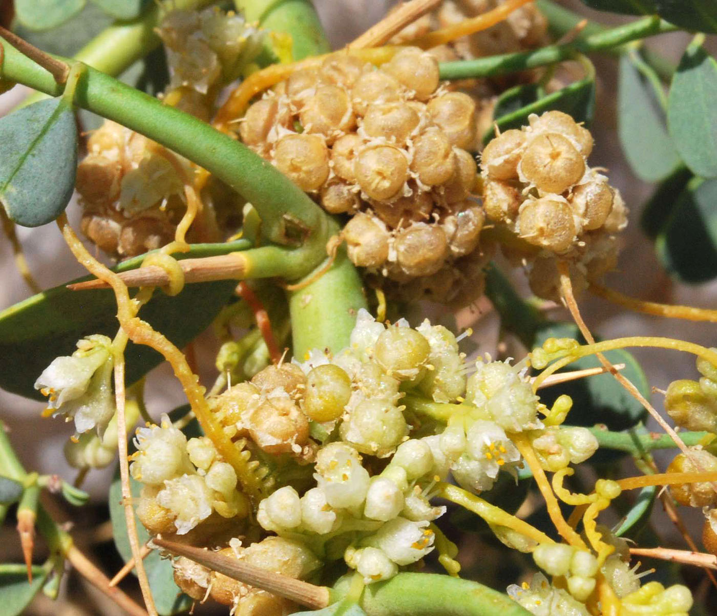 Image of Cuscuta campestris specimen.