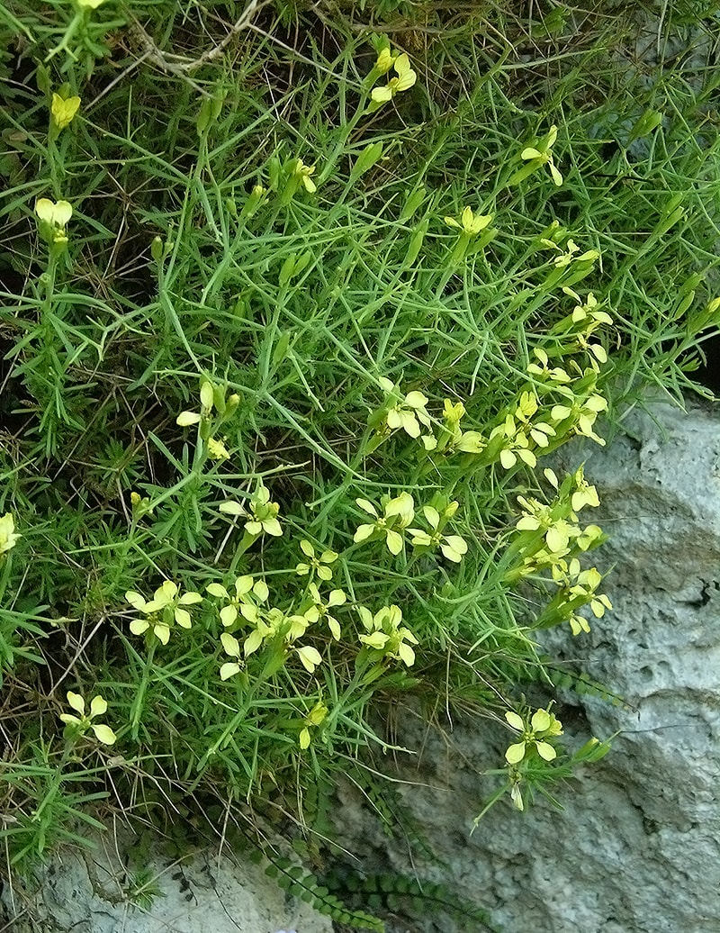 Изображение особи Vella spinosa.