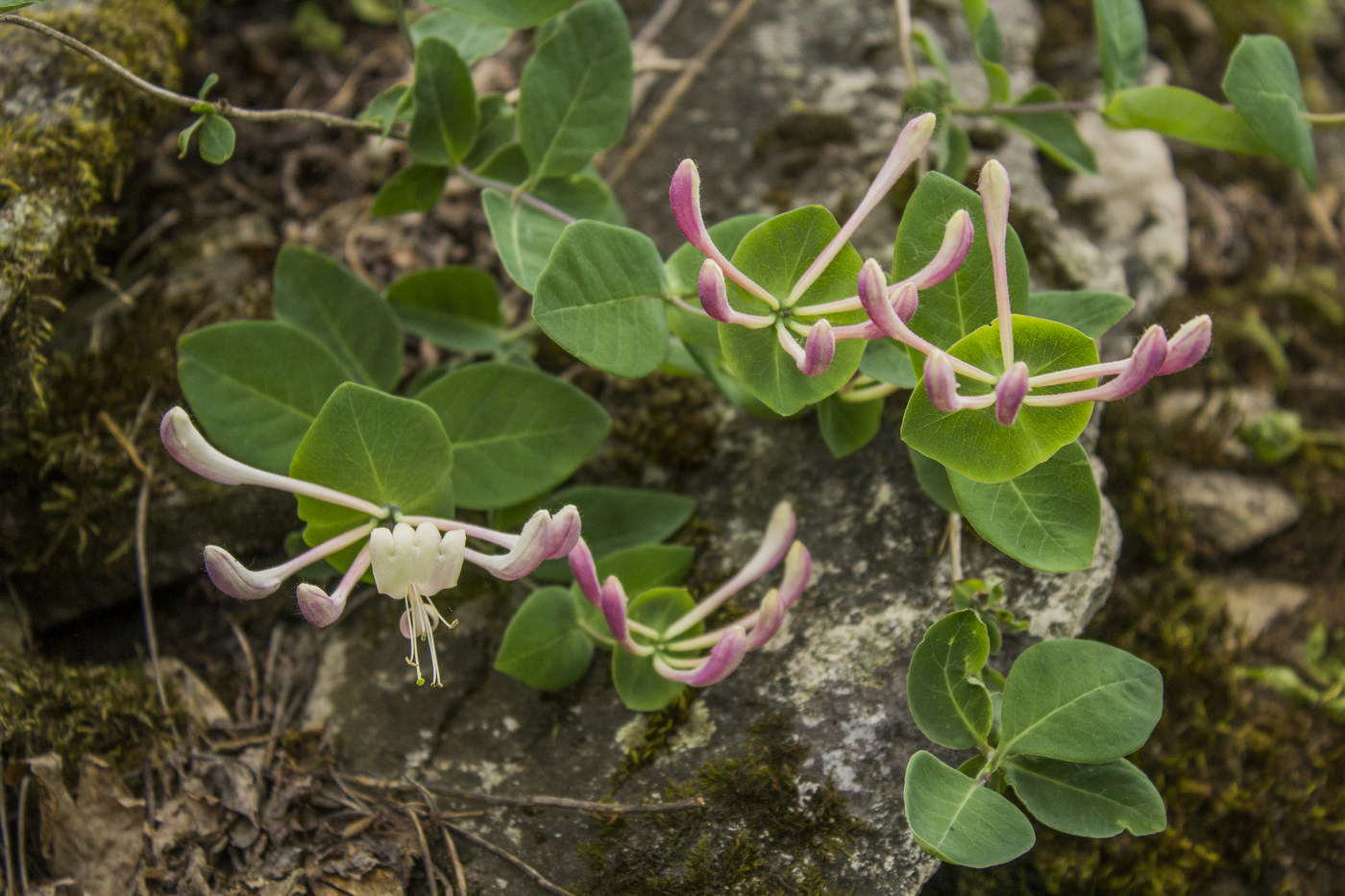 Image of Lonicera caprifolium specimen.