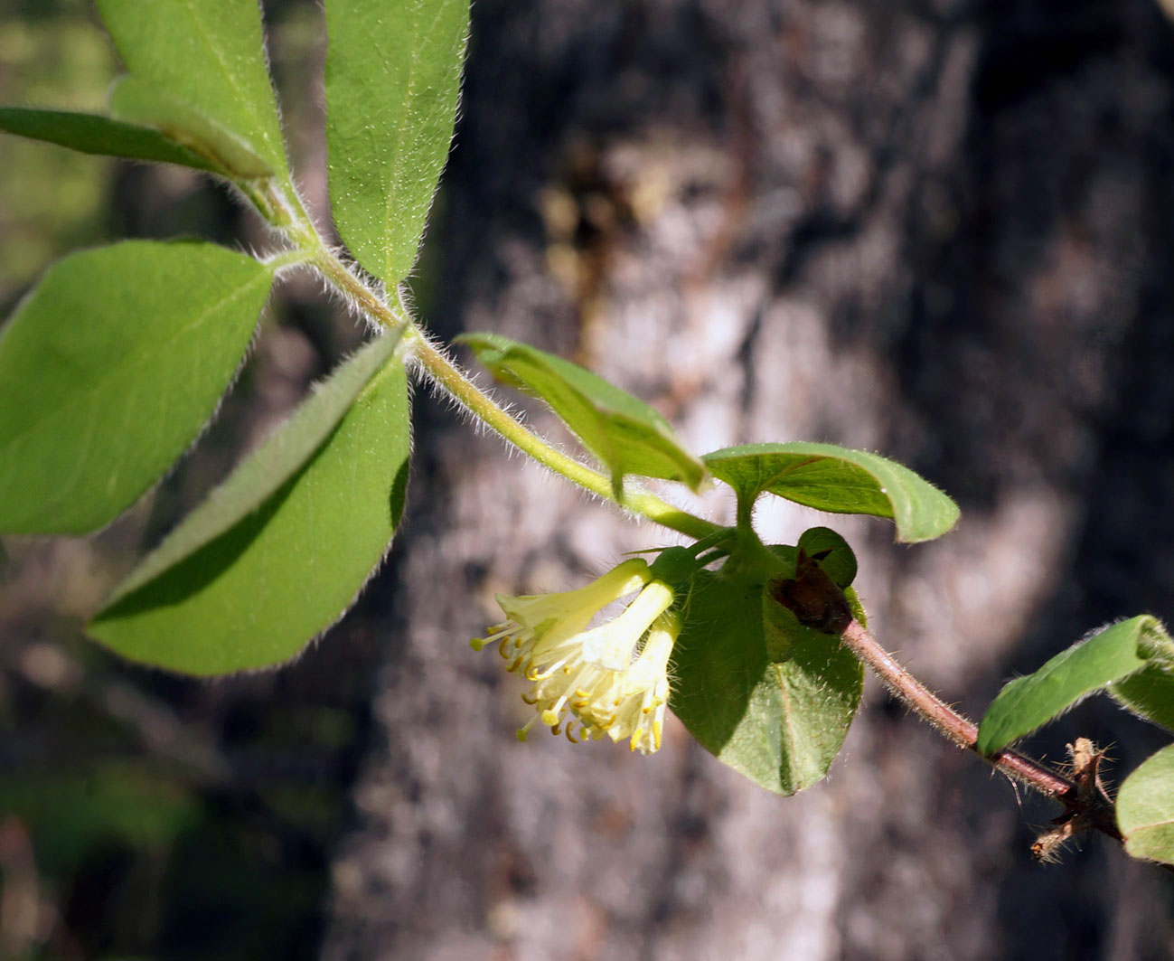 Изображение особи Lonicera pallasii.