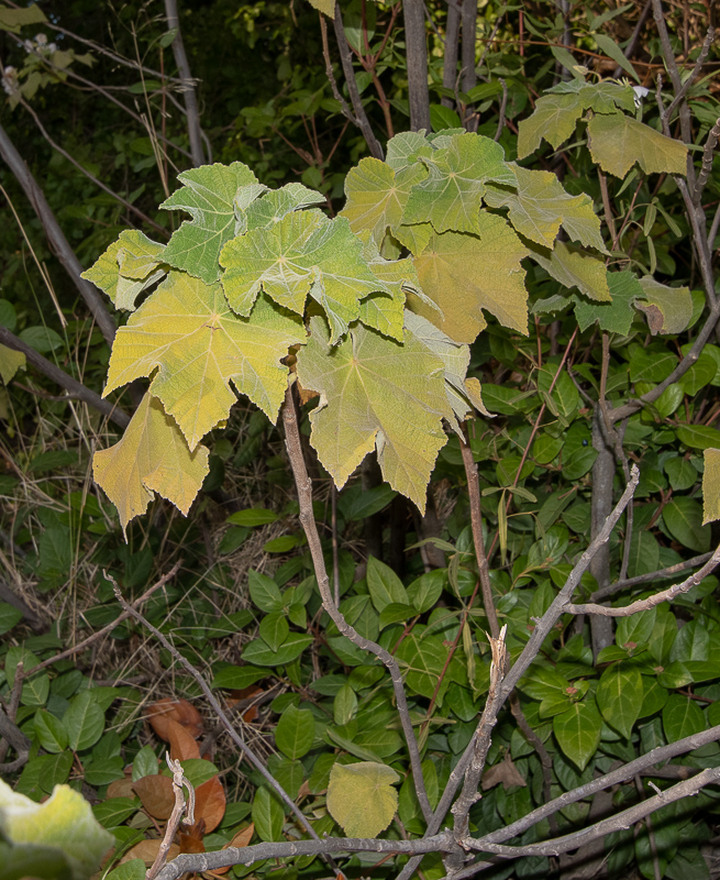 Image of Dombeya burgessiae specimen.