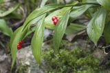 Ruscus colchicus